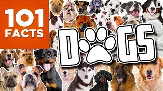 101 Facts About Dogs [upl. by Einavoj501]