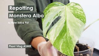 Repotting Monstera Albo cutting to new soil and pot  Plant Vlog ASMR  Growth Update [upl. by Adekan]