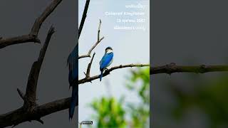 Collared Kingfisher 131024 [upl. by Chrotoem919]