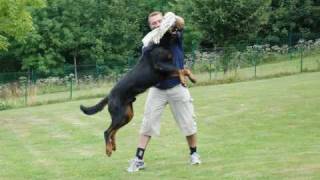 Beauceron  Udson du Murier de Sordeille [upl. by Fulmer963]