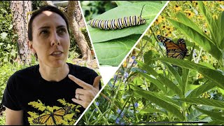 Milkweed Crash Course  Milkweed Plant Basics [upl. by Malilliw]