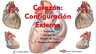 Anatomía  Configuración Externa del Corazón Caras Bordes Relaciones Área Precordial [upl. by Paula398]