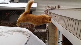 Funny Cats Jump Fail Compilation [upl. by Nroht]