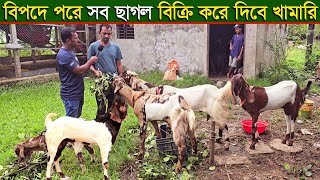 বিপদে পরে খামারের সব ছাগল বিক্রি করে দিবে খামারি।।Chagoler Khamar [upl. by Nahama]