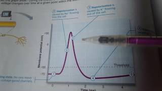 Depolarization and Repolarization [upl. by Adnik139]