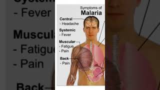 Malaria 🦟malaria [upl. by Malchus]