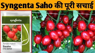 Hybrid Tomato Saaho To3251Saaho Tomato seeds Top Tomato Veraity In IndiaSyngenta Tomato Seeds [upl. by Alra480]