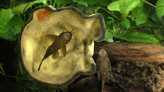 Breeding The Bristlenose Pleco A New Approach part 1 of 3 [upl. by Burdelle509]