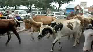 Long Horn Steer Cattle Drive [upl. by Niamjneb]