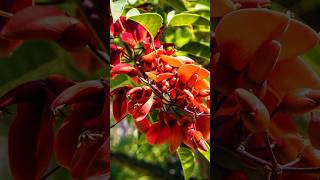 Red Acacia The Vibrant Tree for Your Garden shorts acacia redflowers PlantsWorld [upl. by Inaboy377]