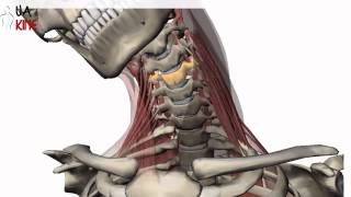 Columna Cervical Biomecanica  Artrocinematica [upl. by Elyac]