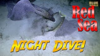 Red Sea Night Dive Moray eel catches a fish [upl. by Ardnoel]