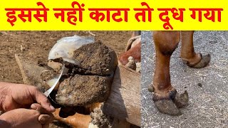 Milk Increase Gir Cow Nail Hoof Cutting [upl. by Edlyn836]