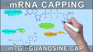 mRNA Capping through Molecular Structures [upl. by Htedirem]