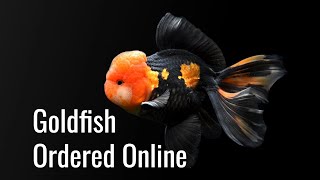 Fancy Goldfish Ordered Online  Unboxing amp KingKoiGoldfish Review [upl. by Arul668]