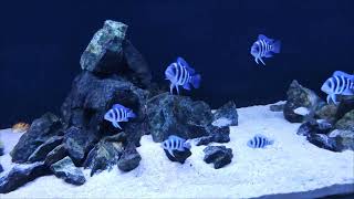 Cyphotilapia Gibberosa Blue Zaire Kapampa [upl. by Ruhl]