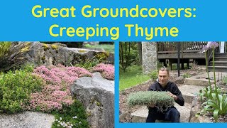 Great Groundcovers Creeping Thyme Thymus serpyllum [upl. by Bohlin917]