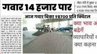 ग्वार का ताजा भाव 04 अप्रैल 2024 आज ग्वार में कितनी आई तेजी देखें भाव gwar ka bhav guar seed price [upl. by Othello]