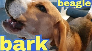 Cute Beagle Barks [upl. by Vallie798]