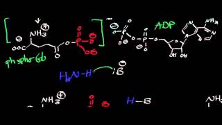 Biochemistry  Glutamine Synthetase  Biosynthesis of Glutamine [upl. by Cartwell]