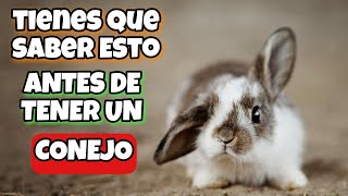 ⚠️TIENES que SABER esto de los CONEJOS🐇 CURIOSIDADES y CUIDADOS🥕 TOP 25✨ [upl. by Leamiba]