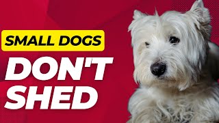 Top 10 Cute Non Shedding Small Dog Breeds  Dogs 101 [upl. by Ahsirhcal]