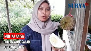 INILAH PUSAT DURIAN UENAK  Wonosalam Jombang Jatim [upl. by Duomham496]