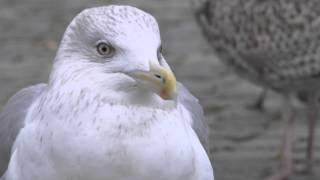 Argentatus Herring Gull Long Calling [upl. by Tnert]