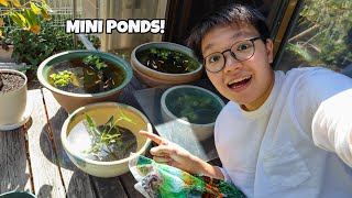 ALL OUR MINI PATIO PONDS Easy Japanese Rice Fish Mini Pond [upl. by Berkley398]