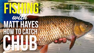 How to Catch Chub  Matt Hayes Fishing Show [upl. by Flan]