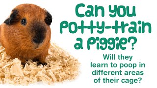 How To POTTY TRAIN a GUINEA PIG  Tips amp Tricks for a Cleaner Cage [upl. by Ynabla]