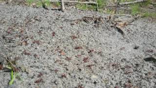 Ant Battle Fire Ants vs Harvester Ants [upl. by Stander]