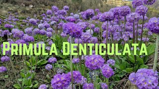 Primula Denticulata Beautiful Wild Flower😇 [upl. by Franny]