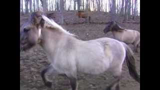 TARPAN HORSES DIXIE MEADOWS FARM  VIRGINIA [upl. by Milissa987]