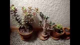 8 Crassula Ovata Jade Plant Varieties [upl. by Ahselrak]