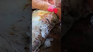 ✅PESCA y RECETA DE SALMONETE UN PESCADO DELICIOSO🤤Receta de MARTIN BERASATEGUI  shorts [upl. by Am]