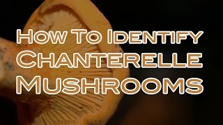 How To Identify Chanterelle Mushrooms [upl. by Orji]