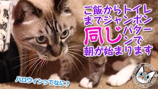 ジャンくんとポンちゃんは行動パターンが似ている【Jean amp Pont 3684】2024111 保護猫ジャンけんポン [upl. by Gorton]