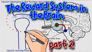 The Reward System in the Brain  the role of tonic and phasic dopamine [upl. by Conlin229]