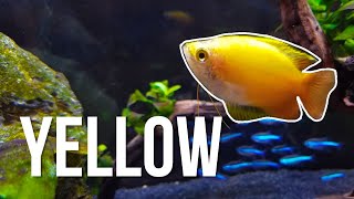 Top 5 YELLOW Fish for Nano Aquariums 🍋 [upl. by Duester799]