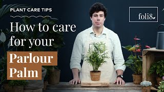 Parlour Palm Plant Care Tips 🌿 Chamadorea elegans  foli8 [upl. by Keener]