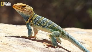 National Geographic Wild  Wild life of the reptiles lizards  BBC [upl. by Eedyaj418]