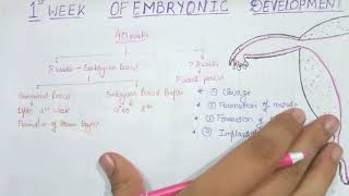 First week of embryonic development 👶👶 [upl. by Pegg882]