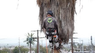 Preventing Palm Tree Trimmer Fatalities [upl. by Matteo]