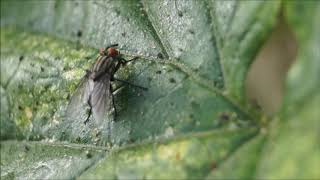 Sarcophaga Carnaria common flesh fly Graue Fleischfliege La mouche grise de la viande [upl. by Oliviero344]