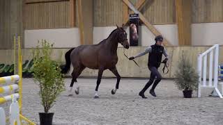 JE TAIME SEMILLY QUABRI DE LISLE x DIAMANT DE SEMILLY [upl. by Clayberg44]