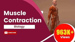 Muscle Contraction [upl. by Blackmun]