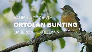 BIRDS OF FINLAND  Ortolan Bunting Emberiza hortulana  Close to extinction [upl. by Eiser]