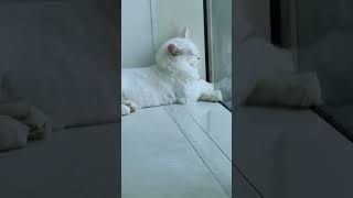 Its monday again tomorrow shortvideo cat funnyvideo funny music kitten funnyshorts [upl. by Esojnauj]