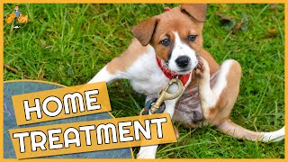 Dog Skin Allergy Home Remedies  Cure their Itch [upl. by Arlene546]